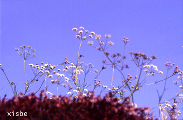 IN07 c.jpg